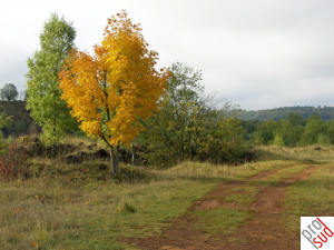 Schifflange-Natur.png